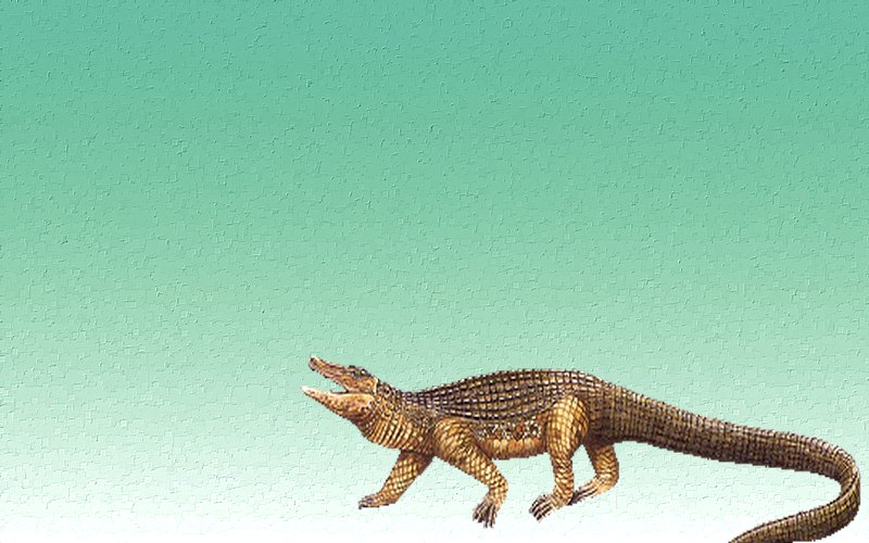 carte d'animal