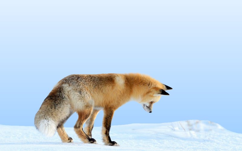 carte d'animal