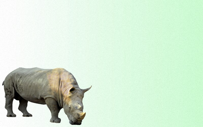 carte d'animal