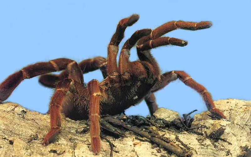 carte d'animal