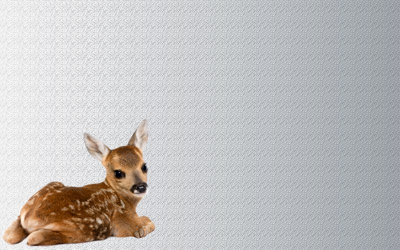 carte d'animal