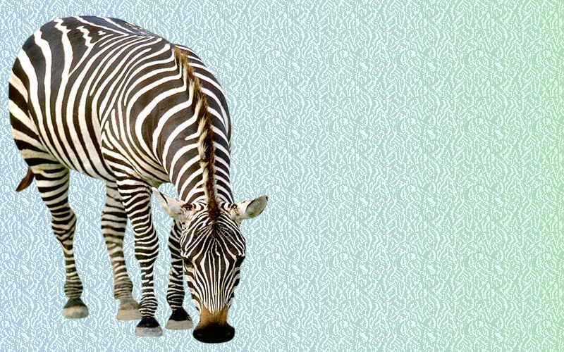 carte d'animal