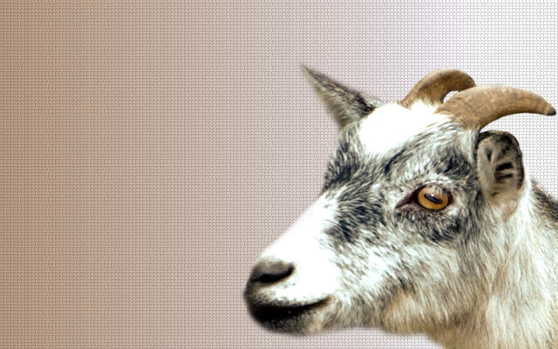 carte d'animal