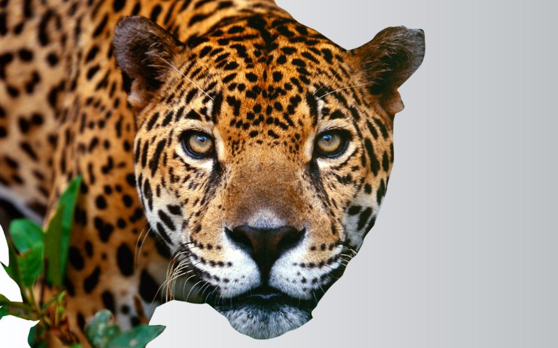 carte d'animal
