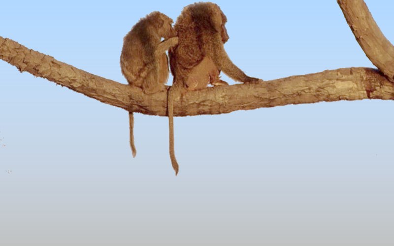 carte d'animal