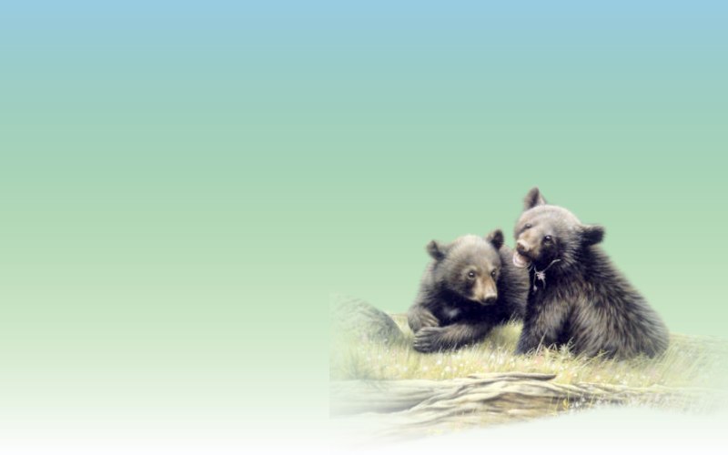 carte d'animal