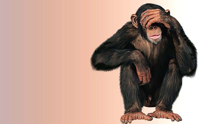 carte d'animal