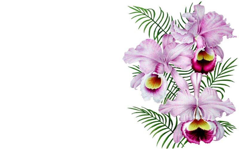 carte de fleur
