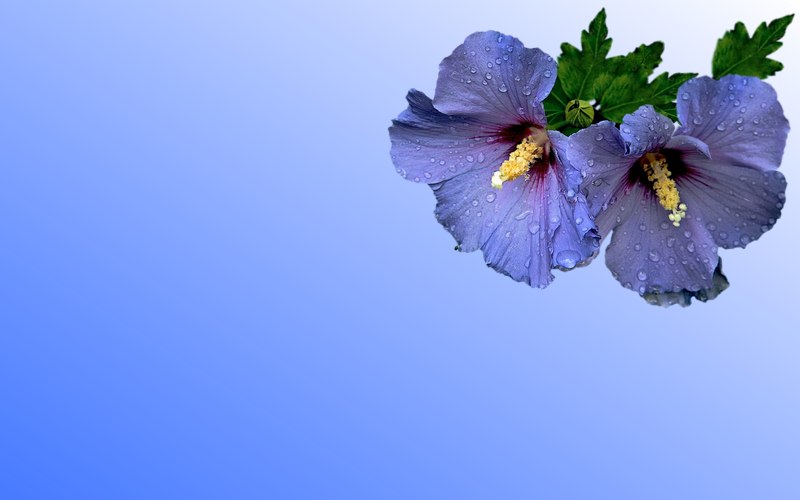 carte de fleur