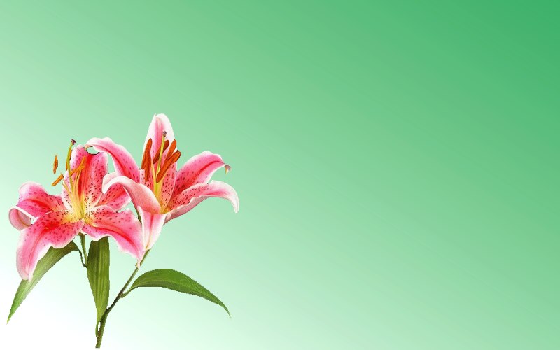 carte de fleur
