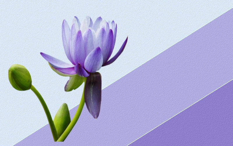 carte de fleur
