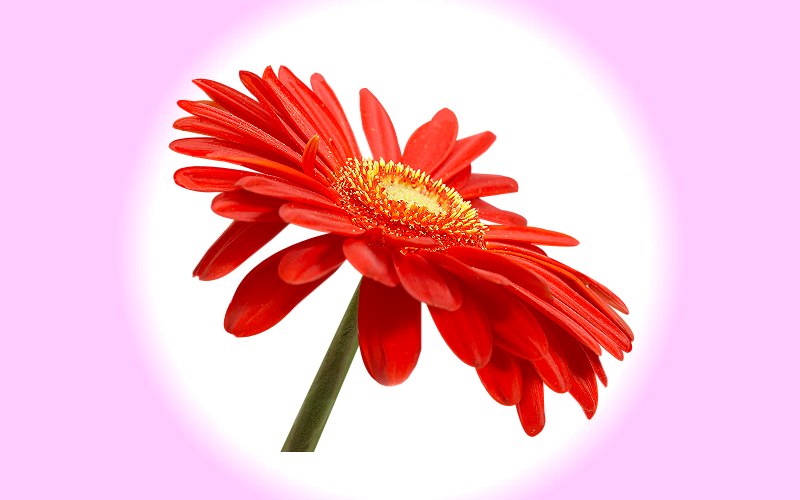 carte de fleur