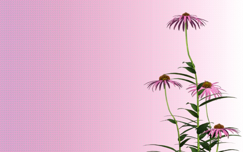 carte de fleur