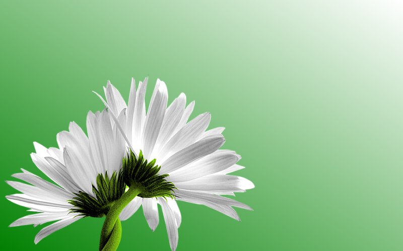 carte de fleur