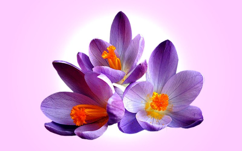 carte de fleur