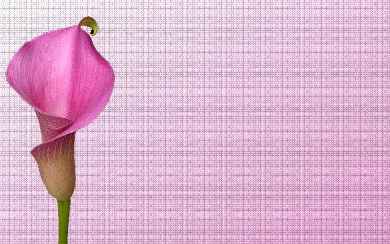 carte de fleur