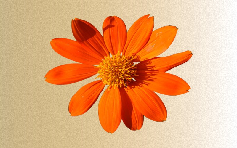 carte de fleur