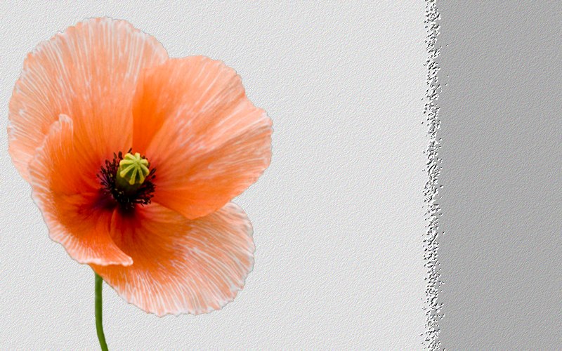 carte de fleur