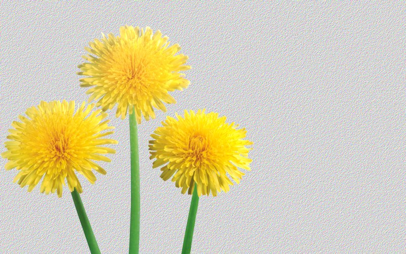 carte de fleur