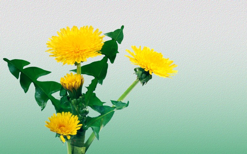 carte de fleur