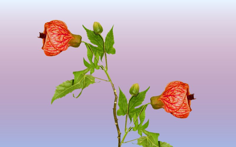 carte de fleur