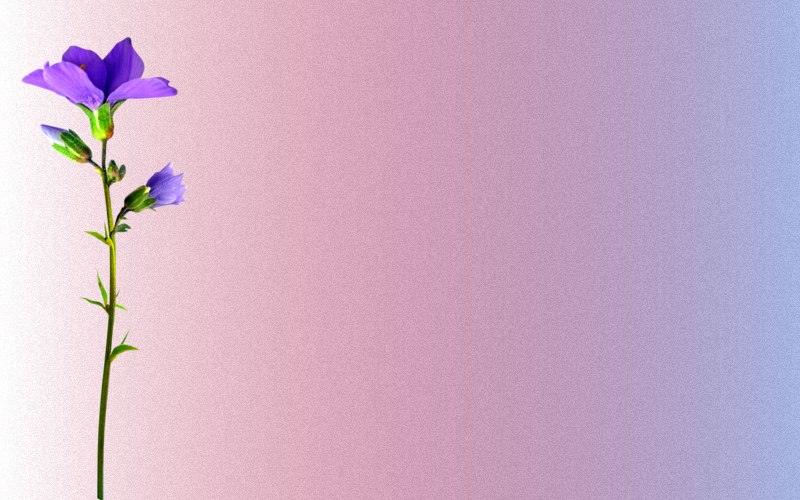 carte de fleur