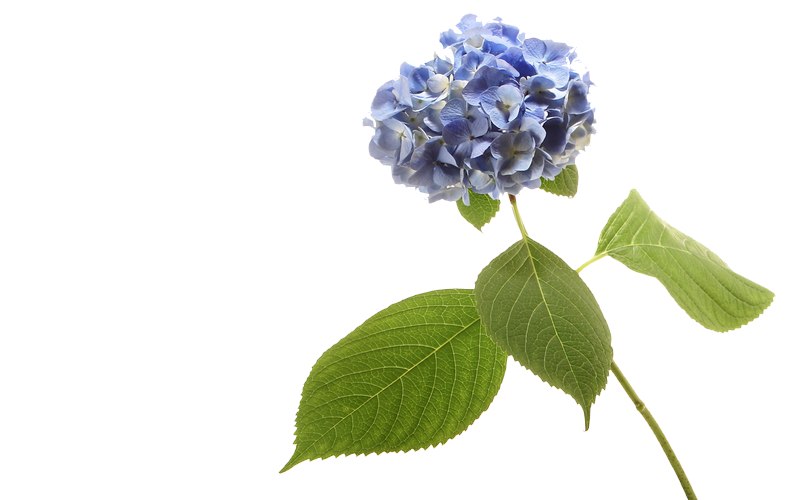 carte de fleur