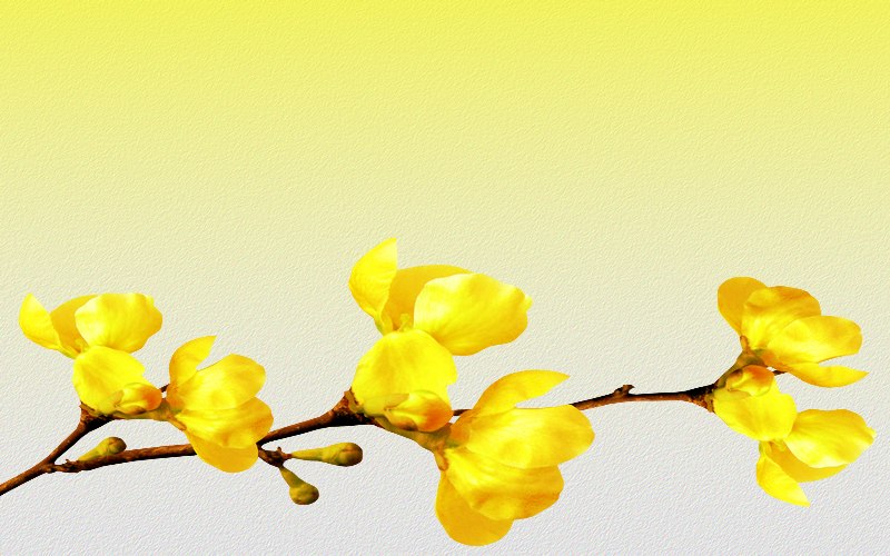 carte de fleur