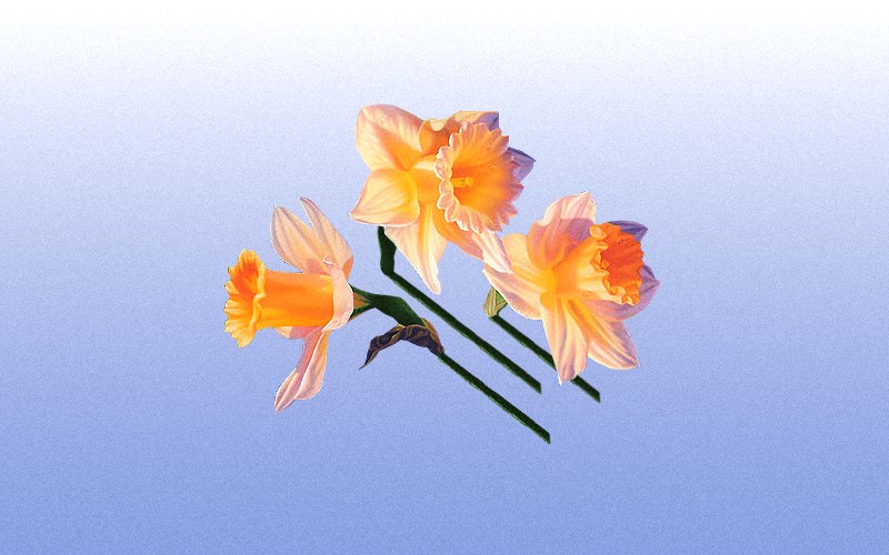 carte de fleur