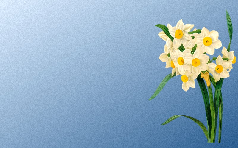 carte de fleur
