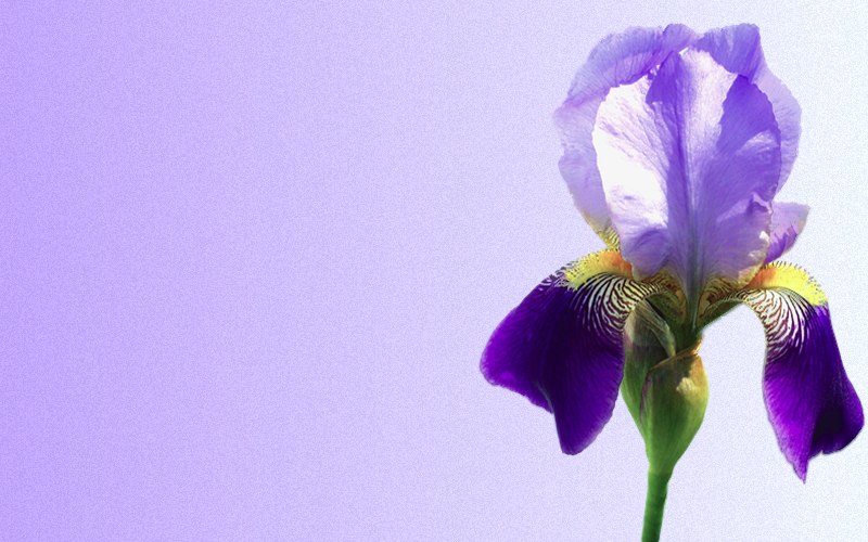 carte de fleur