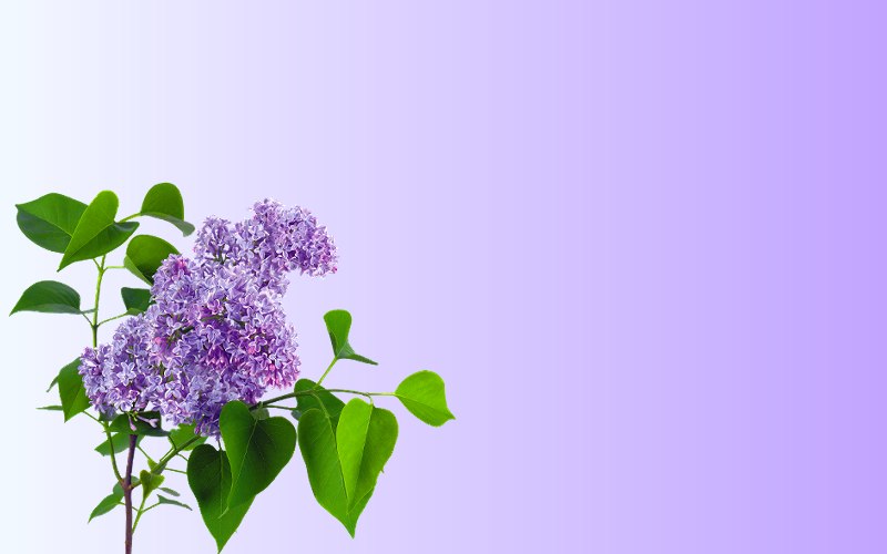 carte de fleur