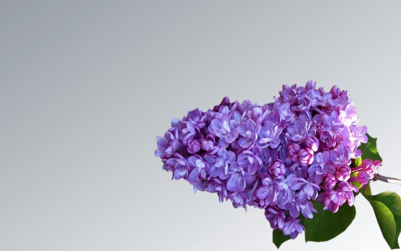 carte de fleur
