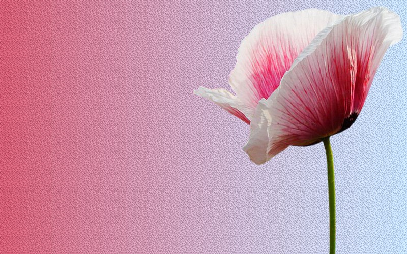 carte de fleur