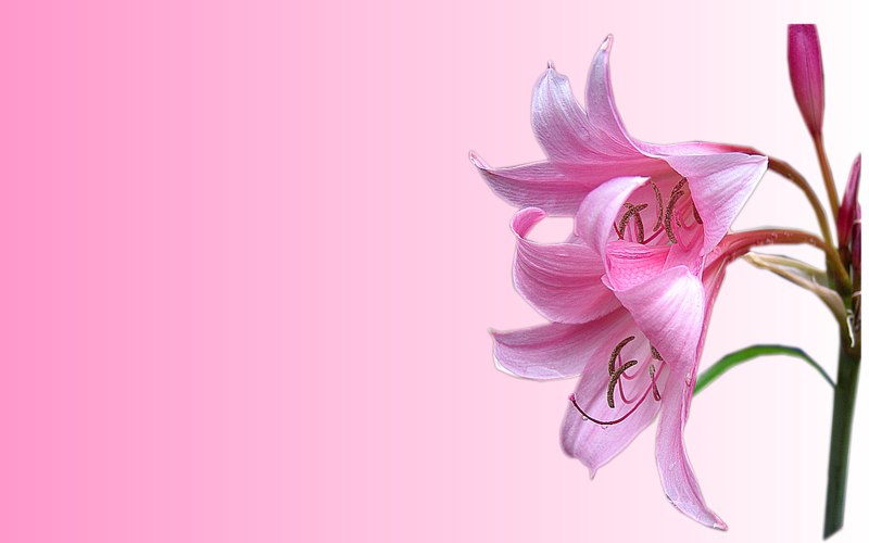 carte de fleur