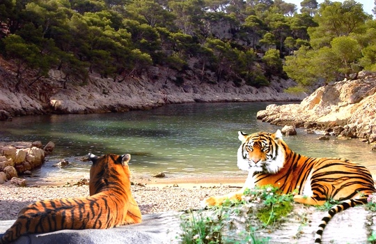 rivière et tigres